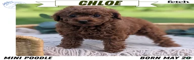 Chloe