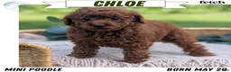 Toy Poodle dogs for sale: Chloe - Ad 1