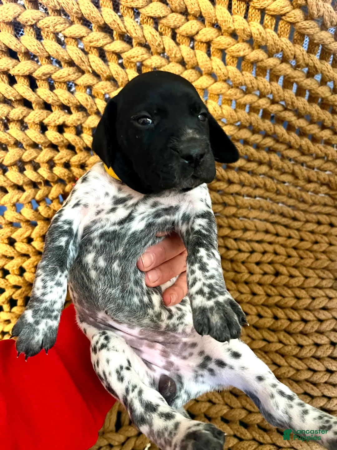 German Shorthaired Pointer dogs for sale: German Shorthaired Pointer Puppy 10 - Ad 1