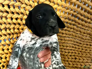 German Shorthaired Pointer dogs German Shorthaired Pointer Puppy 10 - Ad 6
