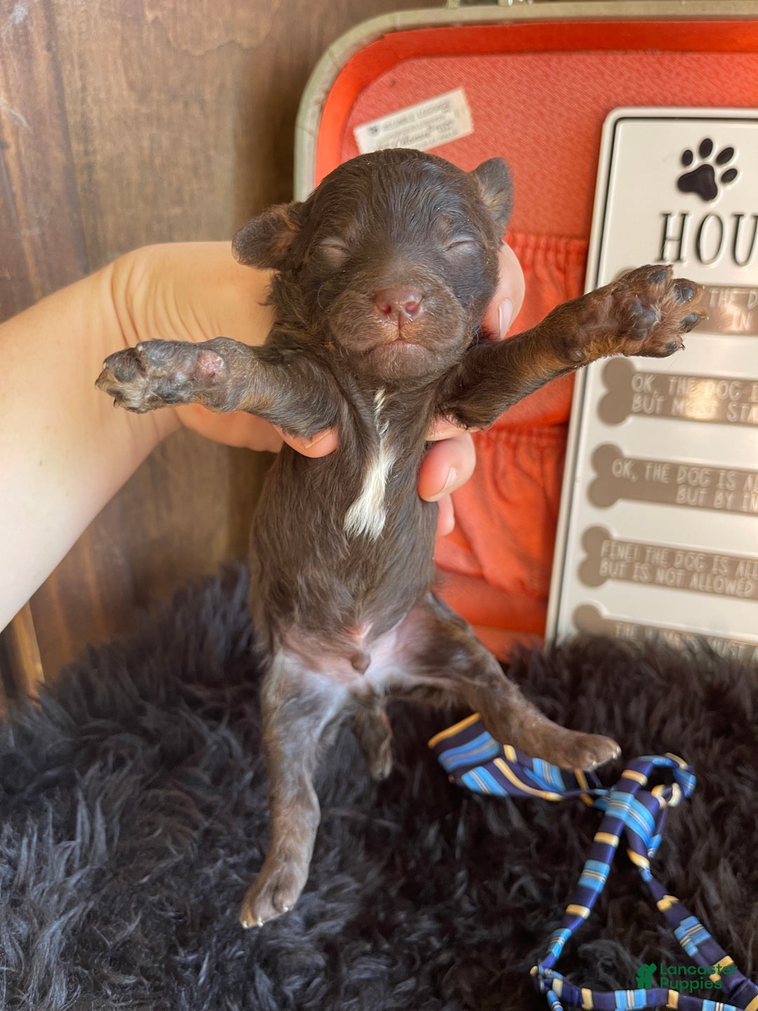 Miniature Poodle dogs for sale: Akc Clear Chocolate Phantom Boy 2 - Ad 2