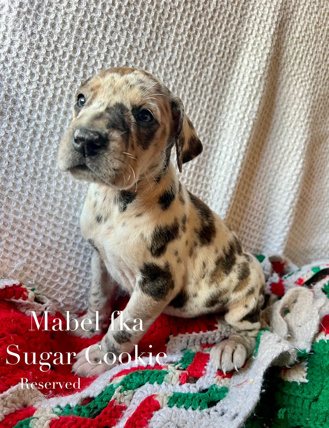 Great Dane dogs for sale: Sugar Cookie - Ad 1