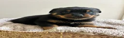 Rottweiler dogs for sale: Oreo - Ad 4