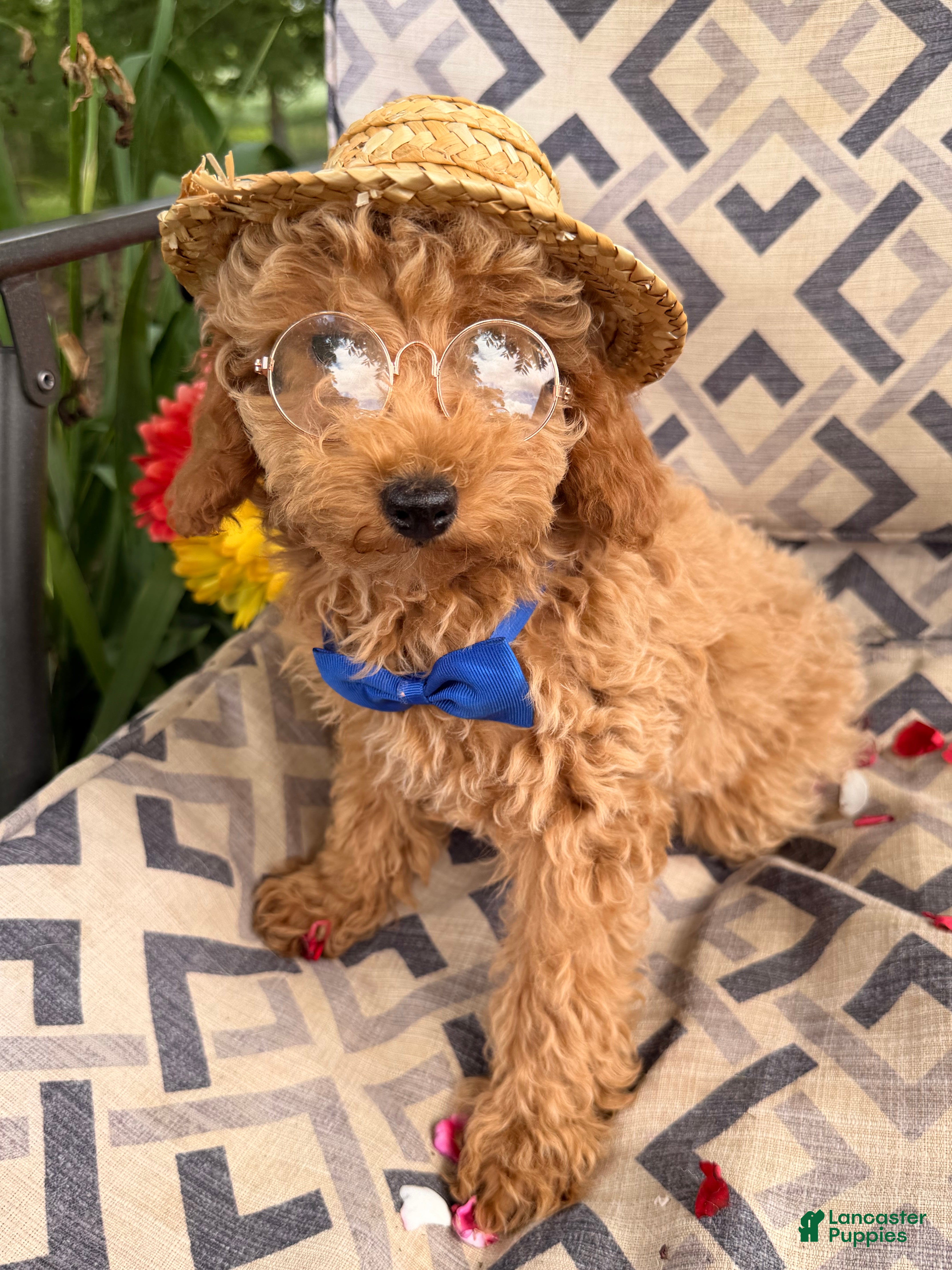 Miniature Poodle dogs Mischief  - Ad 1