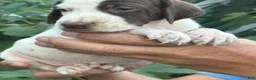 German Shorthaired Pointer dogs for sale: German Shorthaired Pointer Male 1 - Ad 5