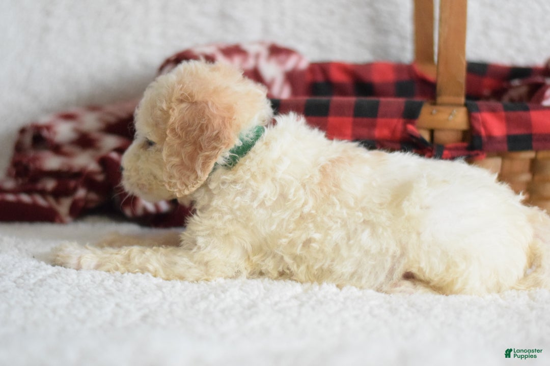 Goldendoodle dogs for sale: Goldendoodle Puppy 5 - Ad 2