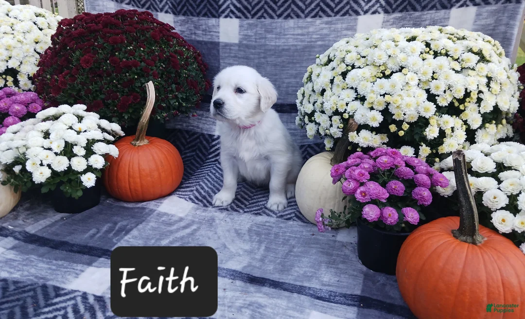 Golden Retriever dogs for sale: Faith  - Ad 2