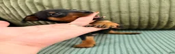 Miniature Pinscher dogs for sale: Luke - Ad 10