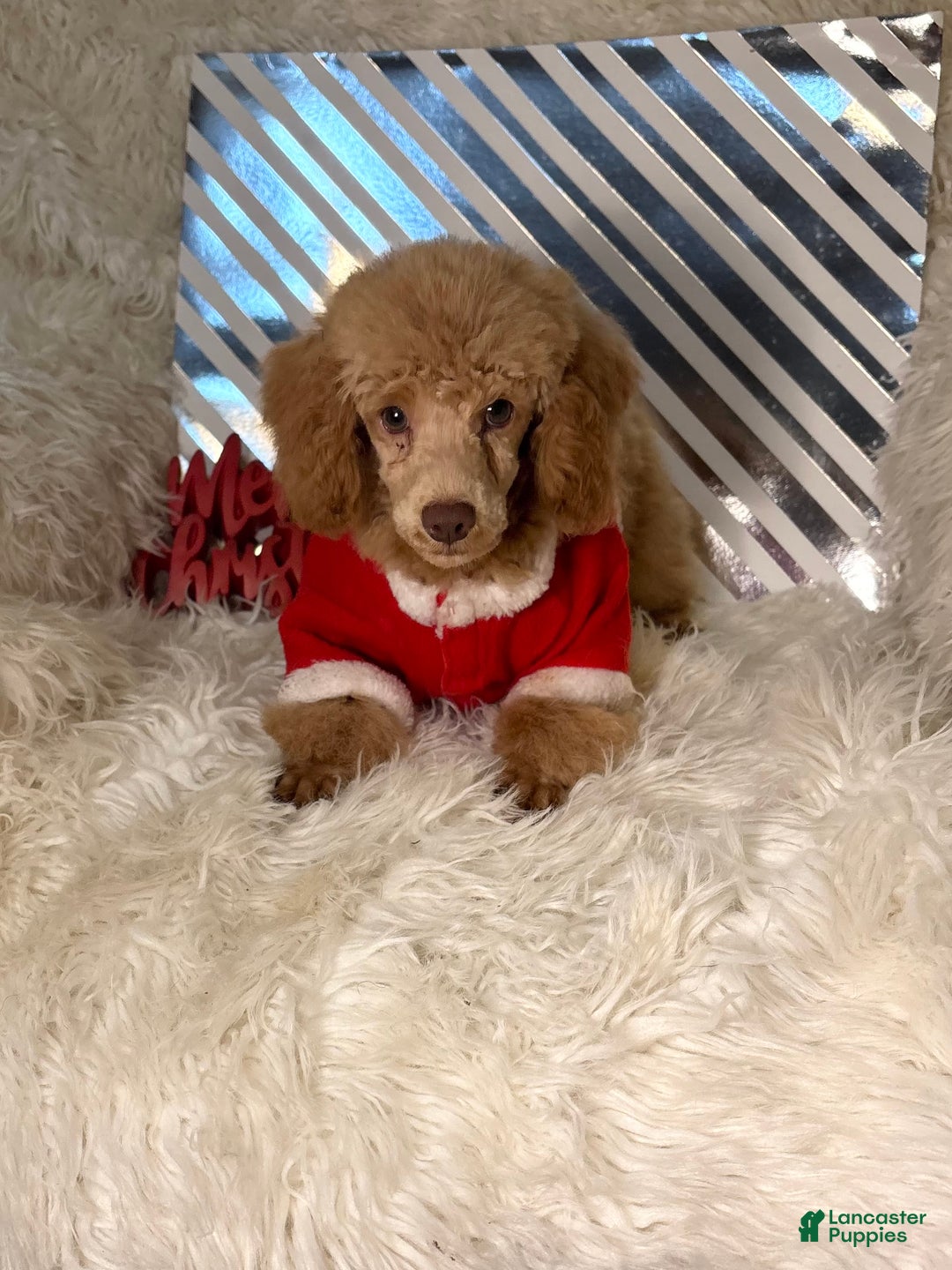 Toy Poodle dogs for sale: Yogi - Ad 3