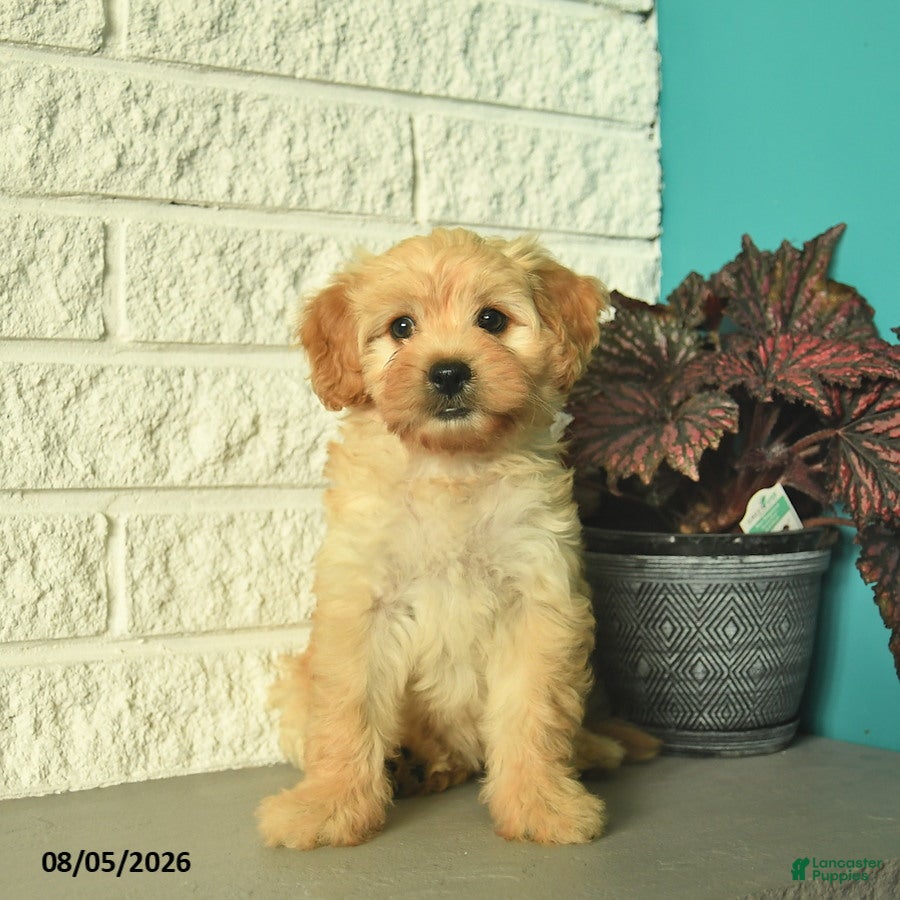 Mini Goldendoodle dogs Nugget  - Ad 1