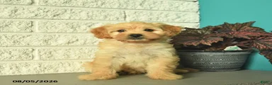 Nugget 