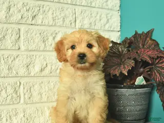 Mini Goldendoodle dogs Nugget - Ad 1