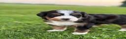 Mini Bernedoodle dogs for sale: Aurora - Ad 3
