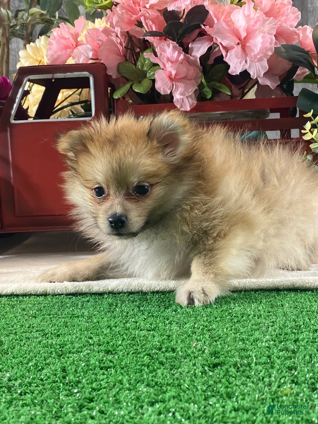 Pomeranian dogs for sale: Paddy - Ad 4