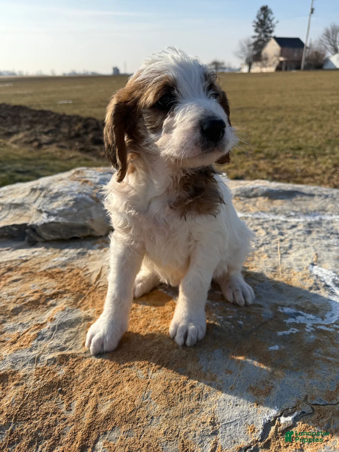 Mixed Breed dogs for sale: Andy - Ad 2