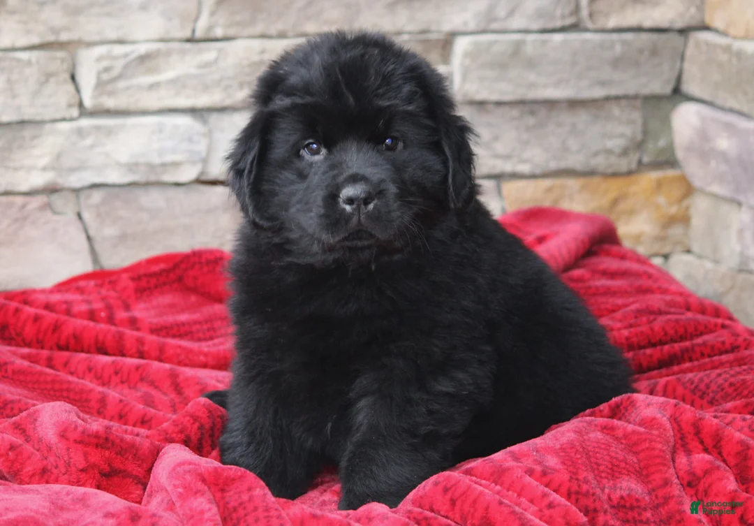 Newfoundland dogs for sale: Theo - Ad 18