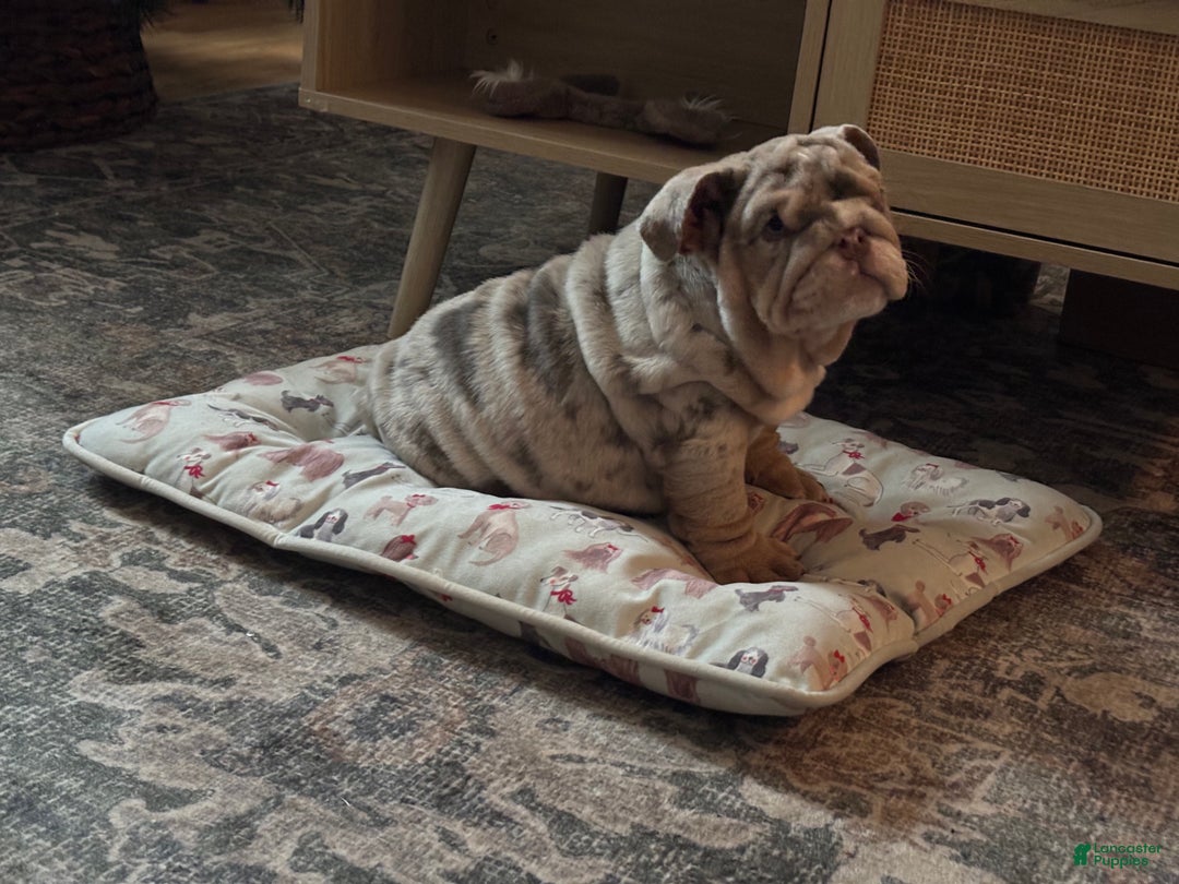 English Bulldog dogs for sale: Cookies - Ad 4