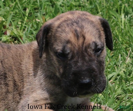 Great Dane dogs Murphy - Ad 34