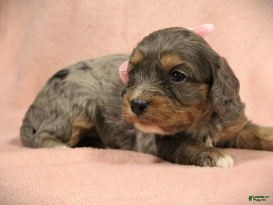 Cavapoo dogs for sale: Tootsie - Ad 4