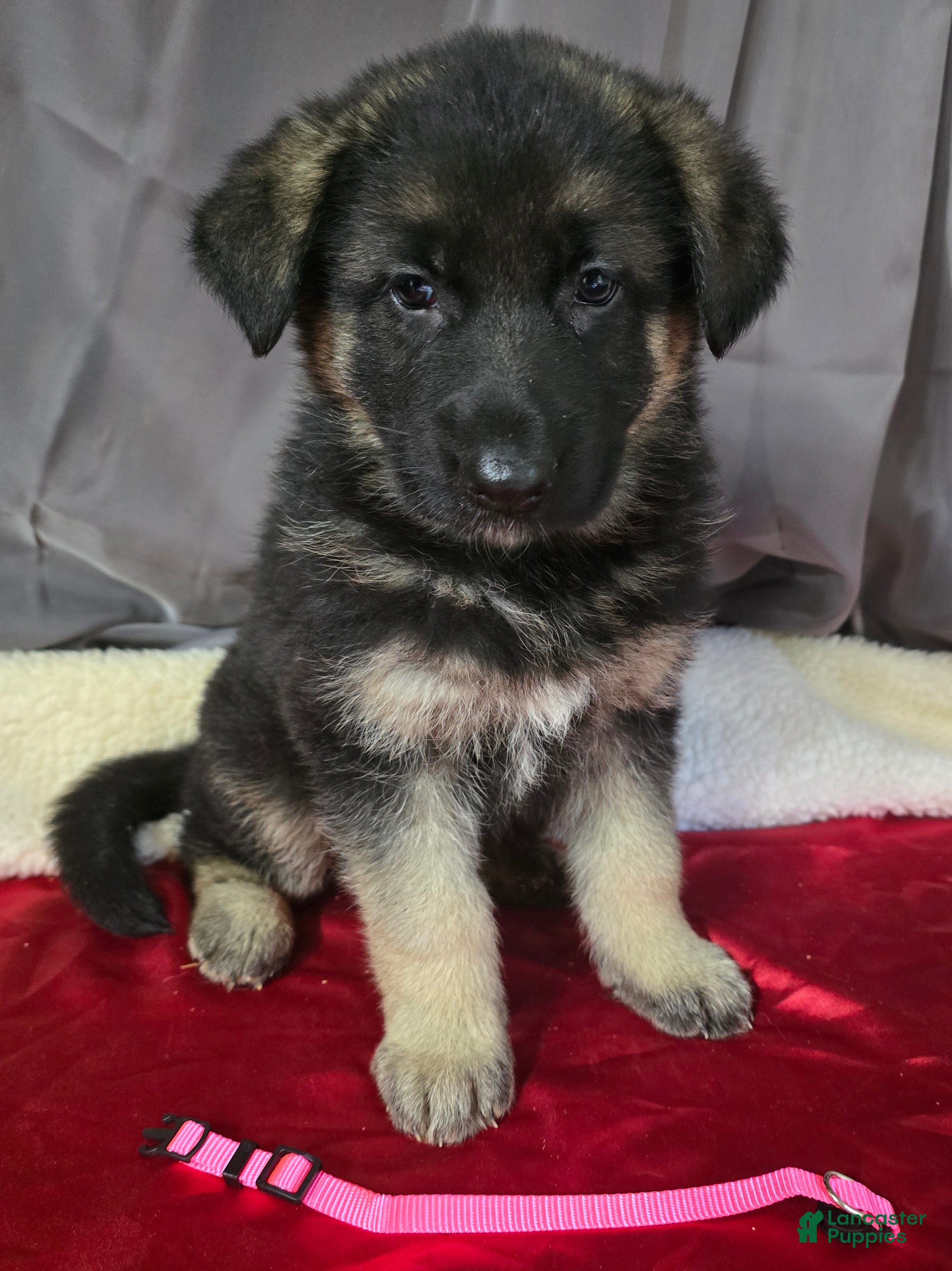 German Shepherd dogs for sale: German Shepherd Puppy Pink Collar - Ad 1
