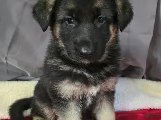 German Shepherd dogs for sale: German Shepherd Puppy Pink Collar - Ad 3