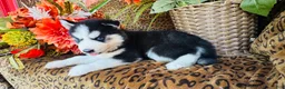 Siberian Husky dogs for sale: Hunter - Ad 4