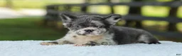 French Bulldog dogs for sale: Kendra - Ad 4