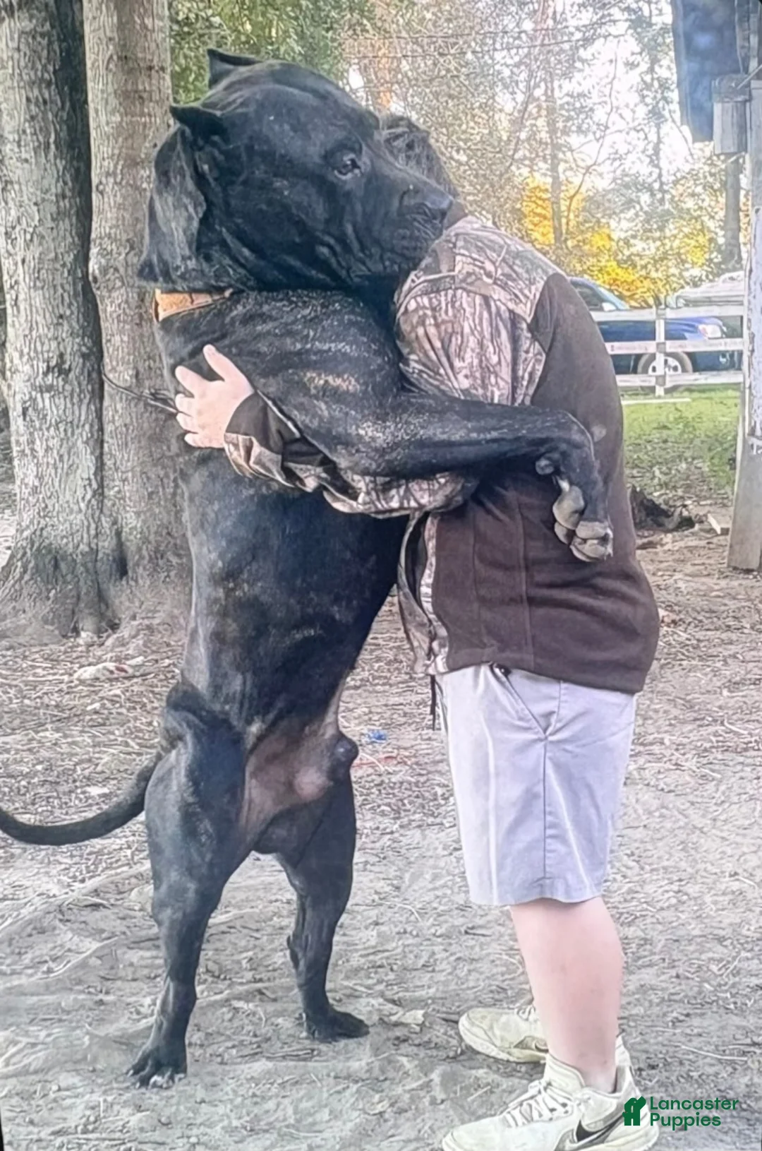 Presa Canario dogs for sale: Presa Canario Puppy 1 - Ad 8