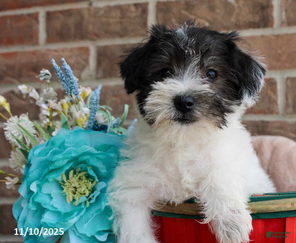 Miniature Schnauzer dogs Oreo - Ad 23
