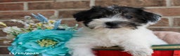 Miniature Schnauzer dogs for sale: Oreo - Ad 1