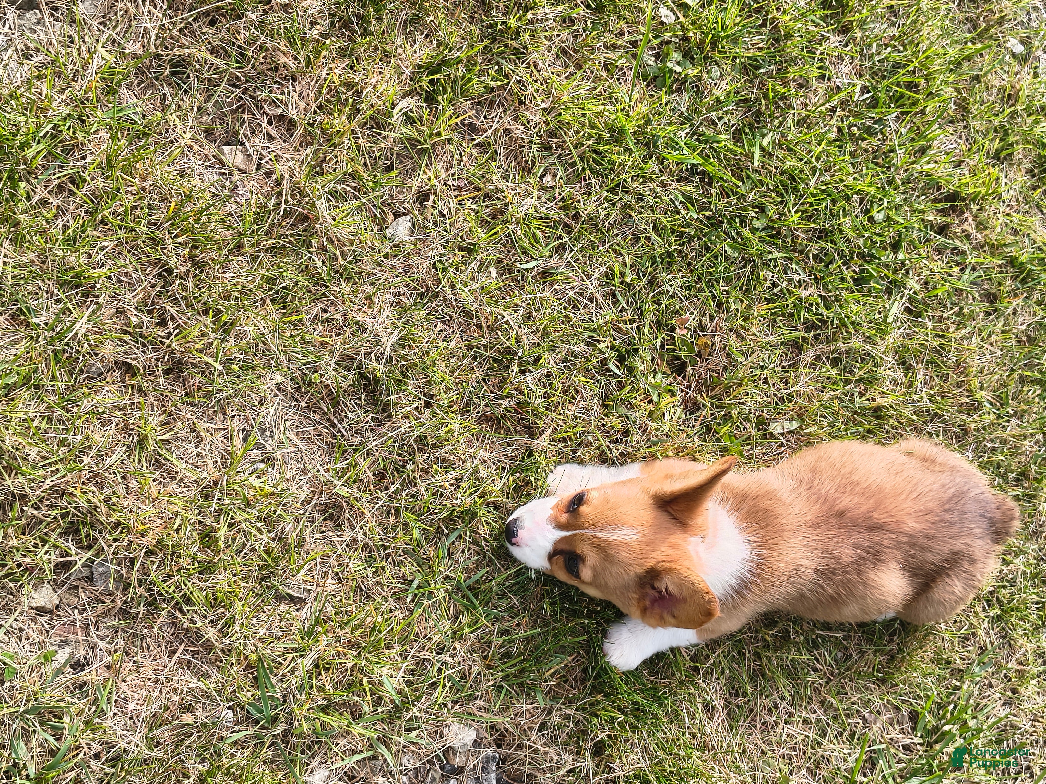 Welsh Corgi Pembroke dogs Welsh Corgi Pembroke Puppy 3 - Ad 34