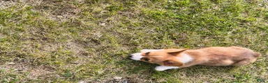 Welsh Corgi Pembroke Puppy 3