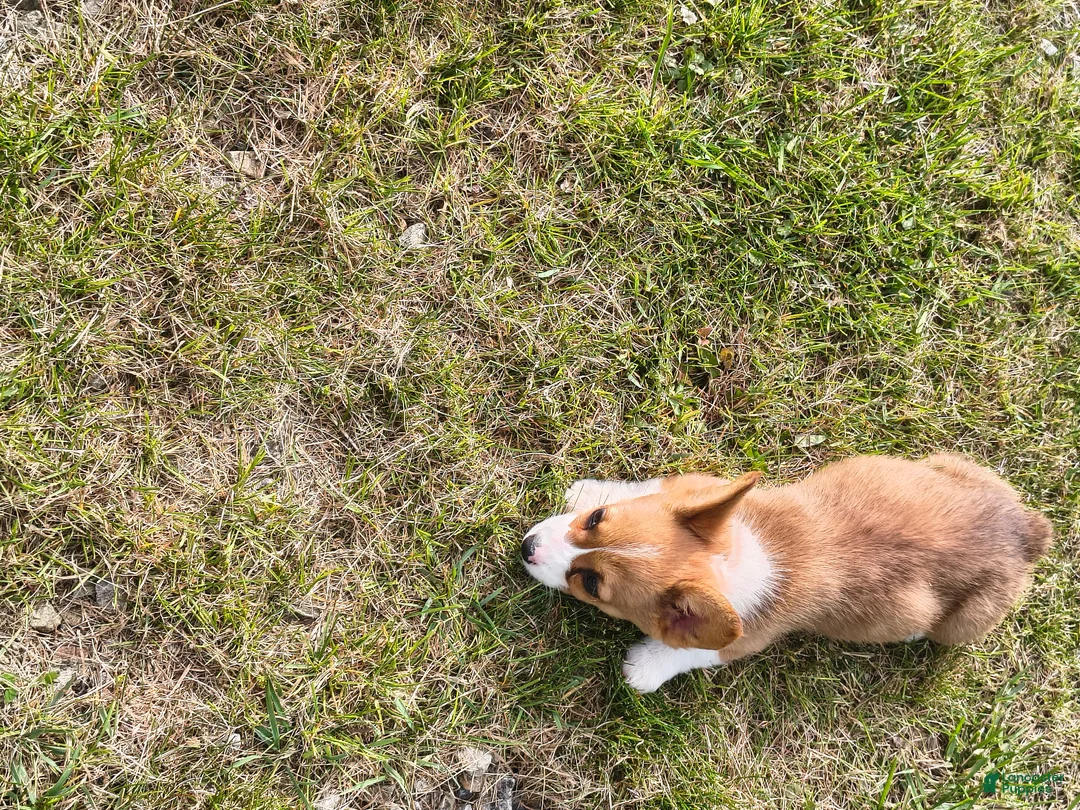 Welsh Corgi Pembroke dogs for sale: Welsh Corgi Pembroke Puppy 3 - Ad 1