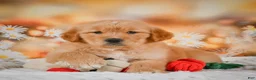 Golden Retriever dogs for sale: Rosie - Ad 5