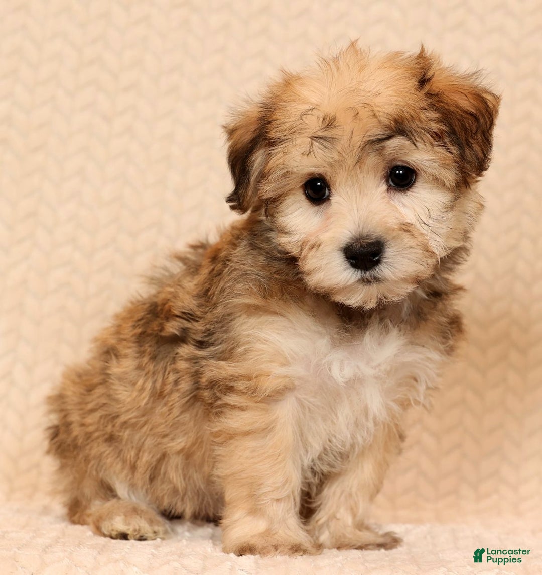 Yochon dogs for sale: Daisy - Ad 4