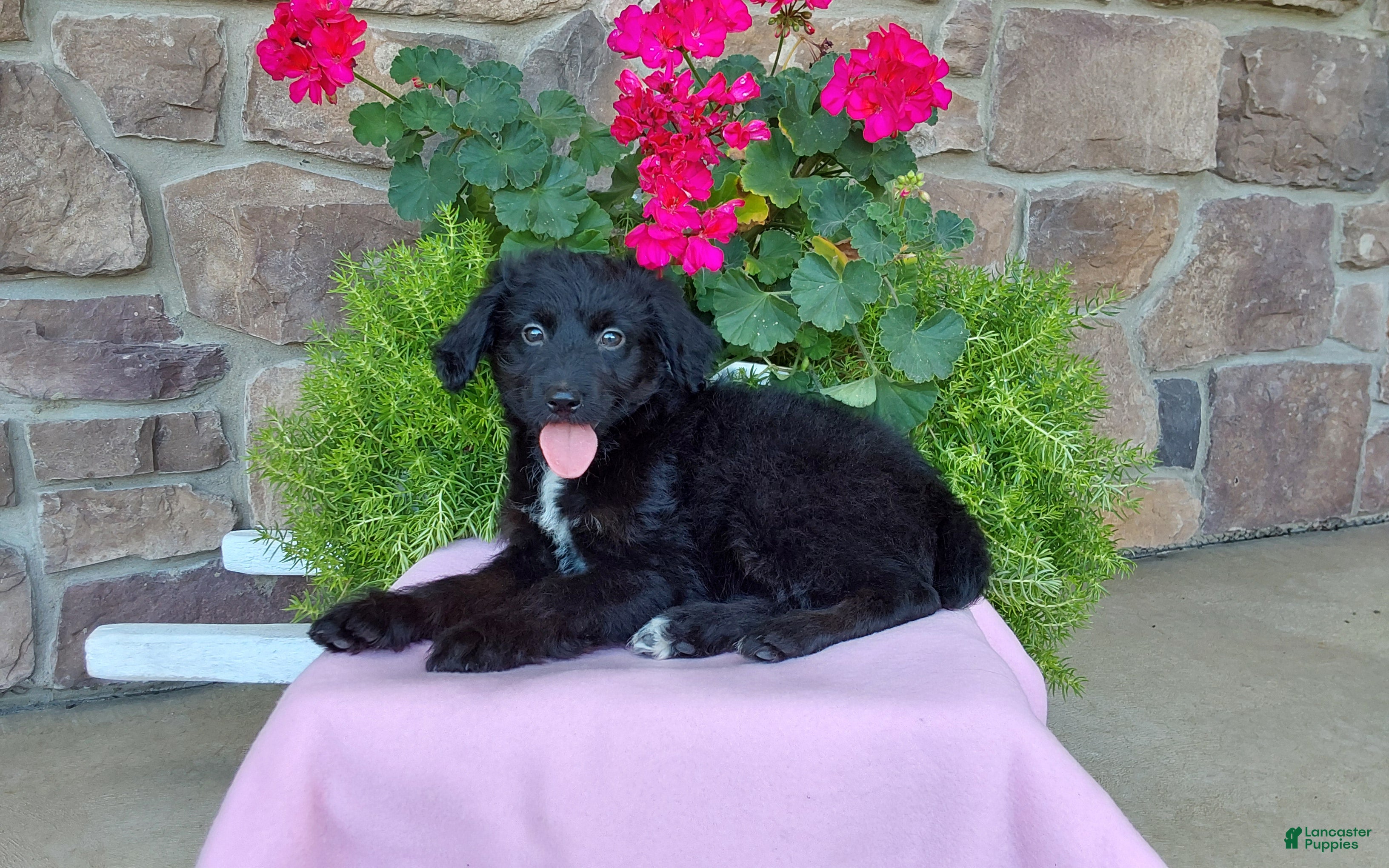Aussiedoodle dogs Aussiedoodle 4 - Ad 1