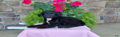 Aussiedoodle 4