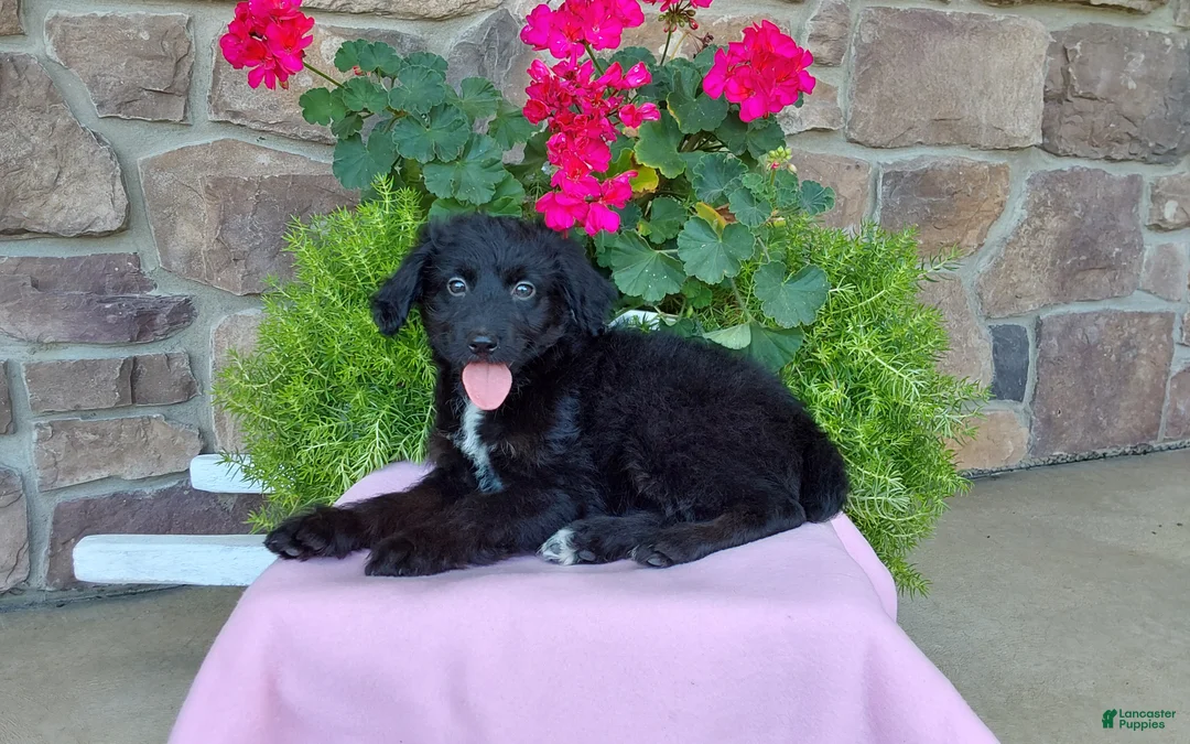 Aussiedoodle dogs for sale: Aussiedoodle 4 - Ad 1