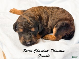 Standard Poodle dogs Delta - Ad 11