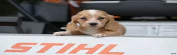 Miniature Dachshund dogs for sale: Byron - Ad 9