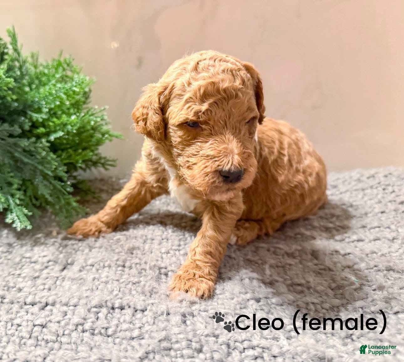 Goldendoodle dogs Goldendoodle Puppy 11 - Ad 36