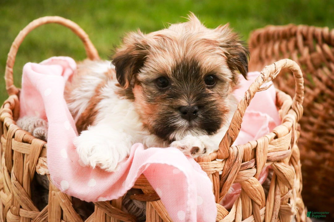 Havanese dogs for sale: Bella Rose - Ad 2