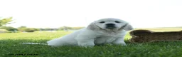 Golden Retriever dogs for sale: Lulu - Ad 3