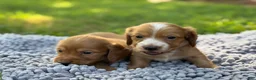 Miniature Dachshund dogs for sale: Dark cream  - Ad 22
