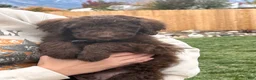 Standard Poodle dogs for sale: Standard Poodle 3 - Ad 2