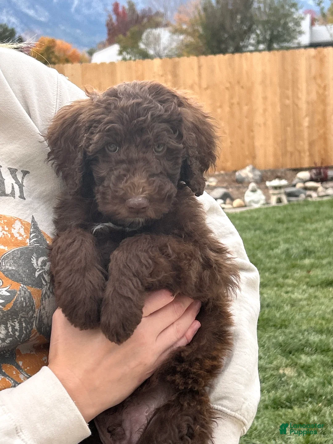 Standard Poodle dogs for sale: Standard Poodle 3 - Ad 2