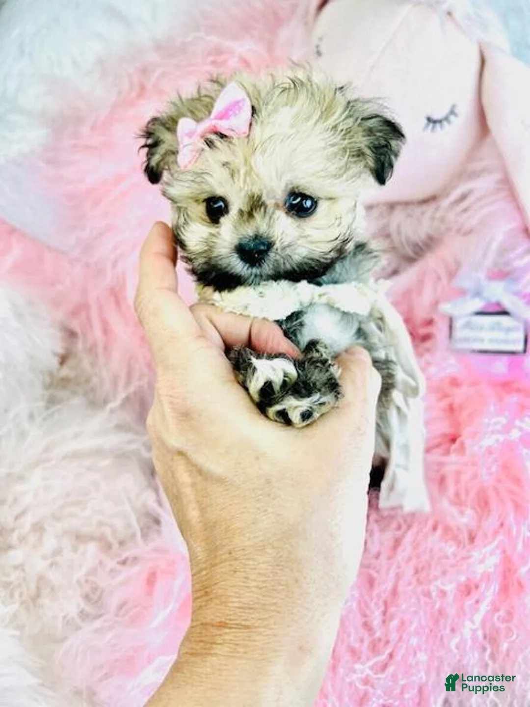 Pomapoo dogs for sale: Pomapoo Puppy 1 - Ad 2