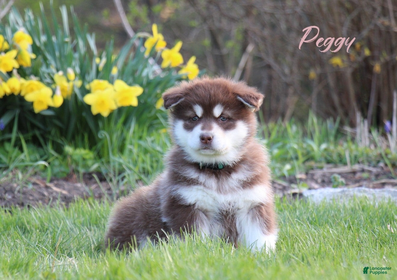 Alaskan Malamute dogs PEGGY - Ad 1