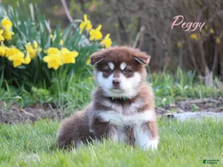 Alaskan Malamute dogs for sale: PEGGY - Ad 3