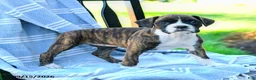 Boxer dogs for sale: Octavia - Ad 2